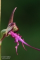Himantoglossum - sallangvirág
